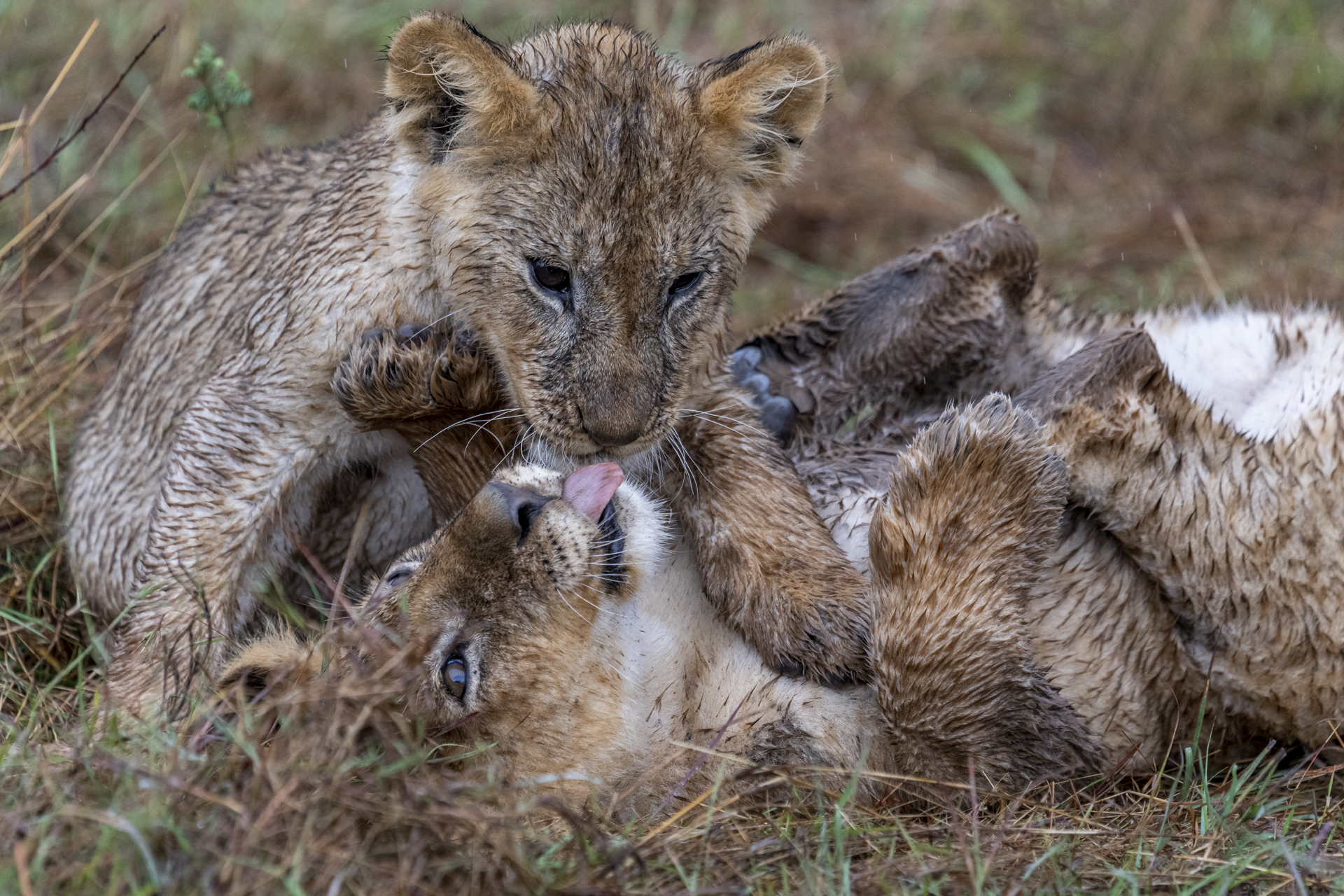 Lionceaux - Masai mara (Kenya)
