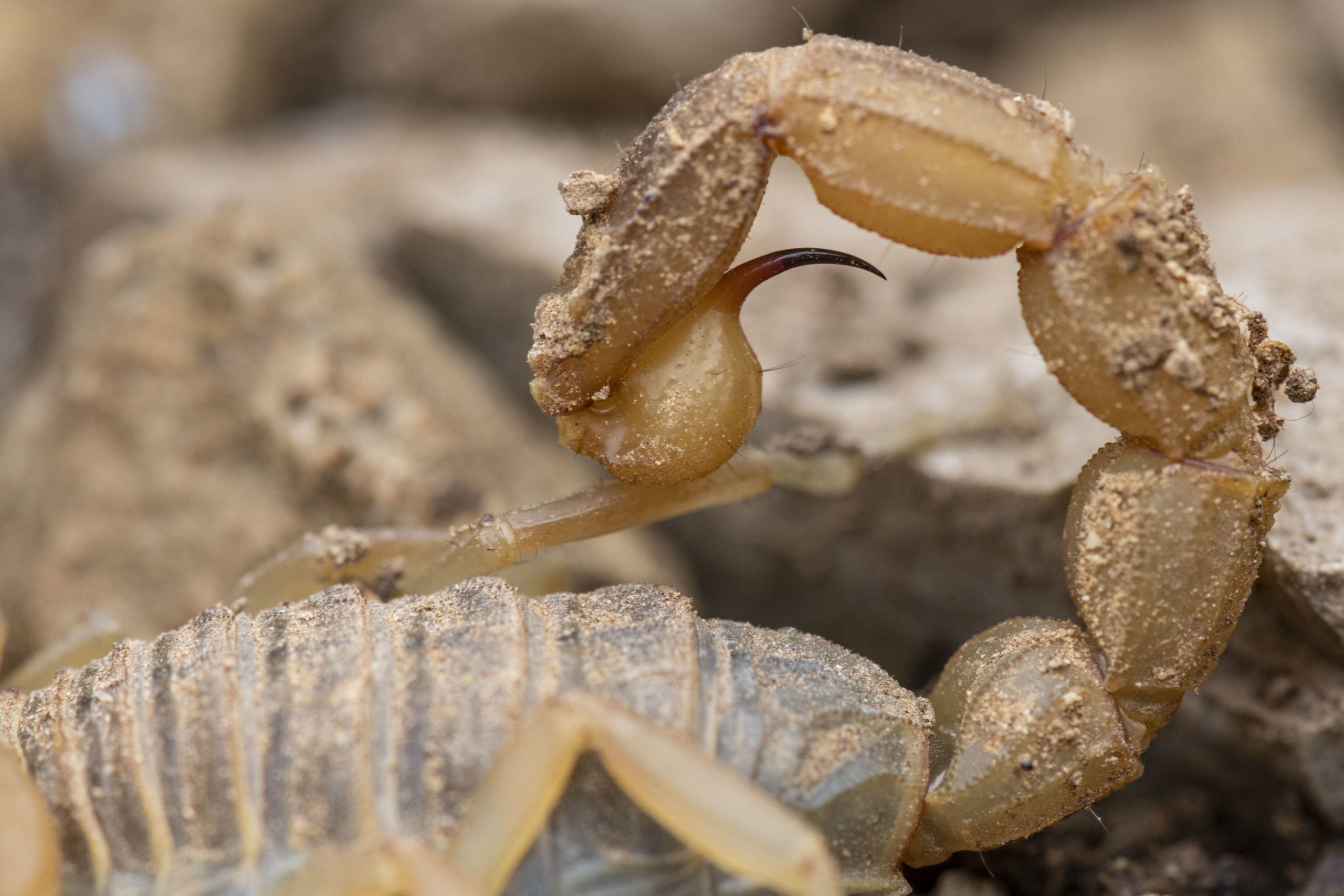 Scorpion Languedocien - Gard (30)