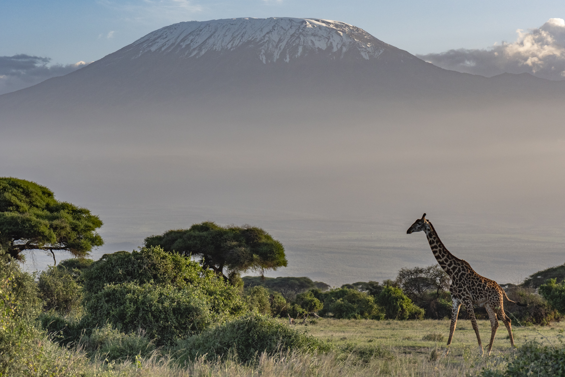 Girafe masai devant le Kilimandjaro - Amboseli (Kenya)