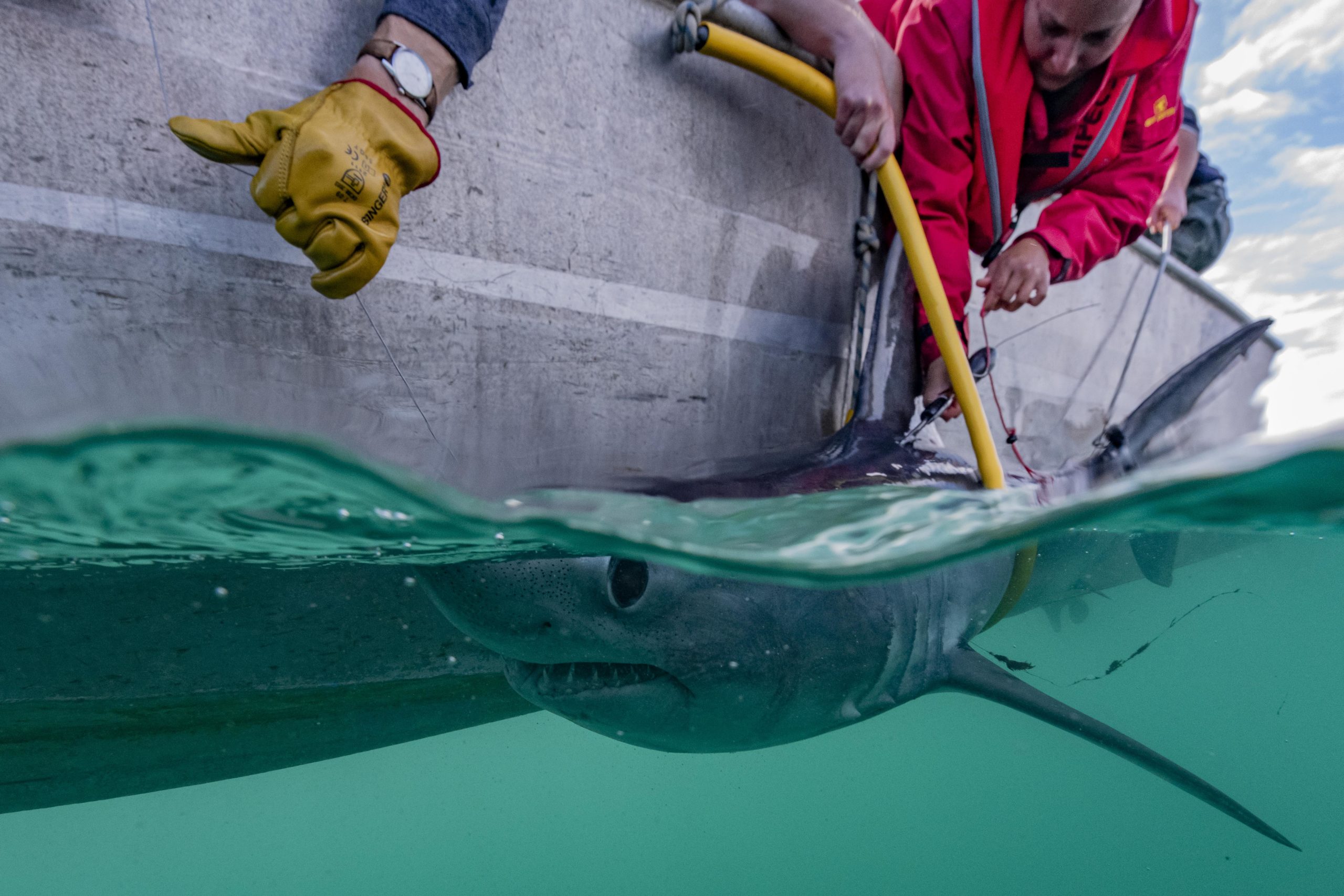 Manipulation d'un requin taupe commun pour poser des balises satellite et acoustique - Côtes-d'Armor (22)