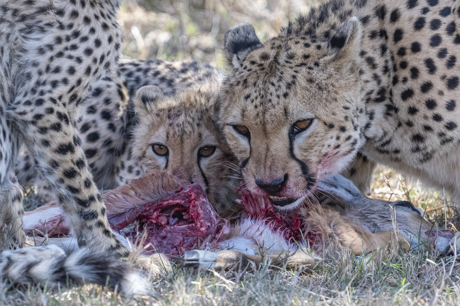 Guépard mangeant un impala - Masai mara (Kenya)