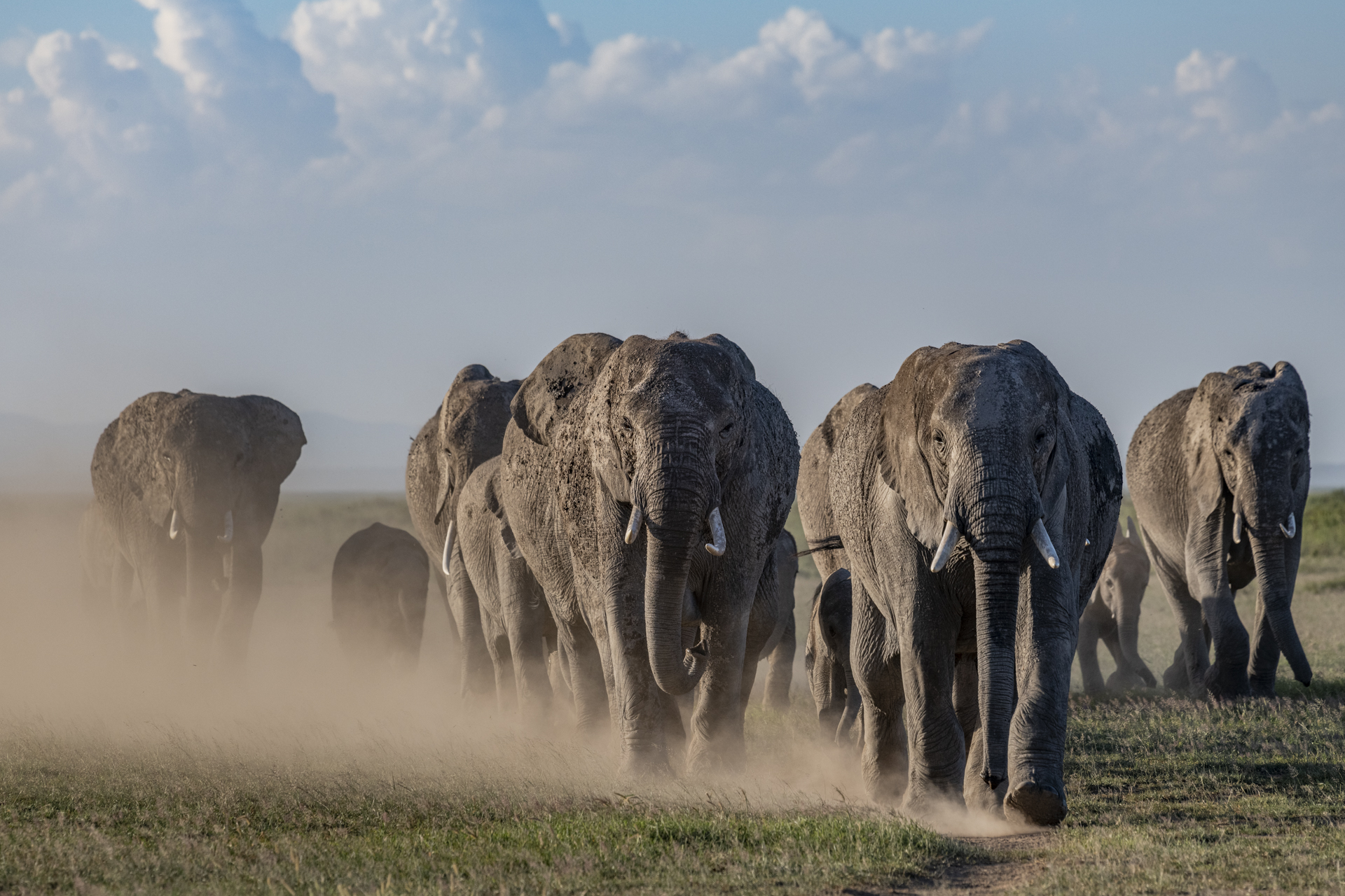 Harde d'éléphants - Amboseli (Kenya)