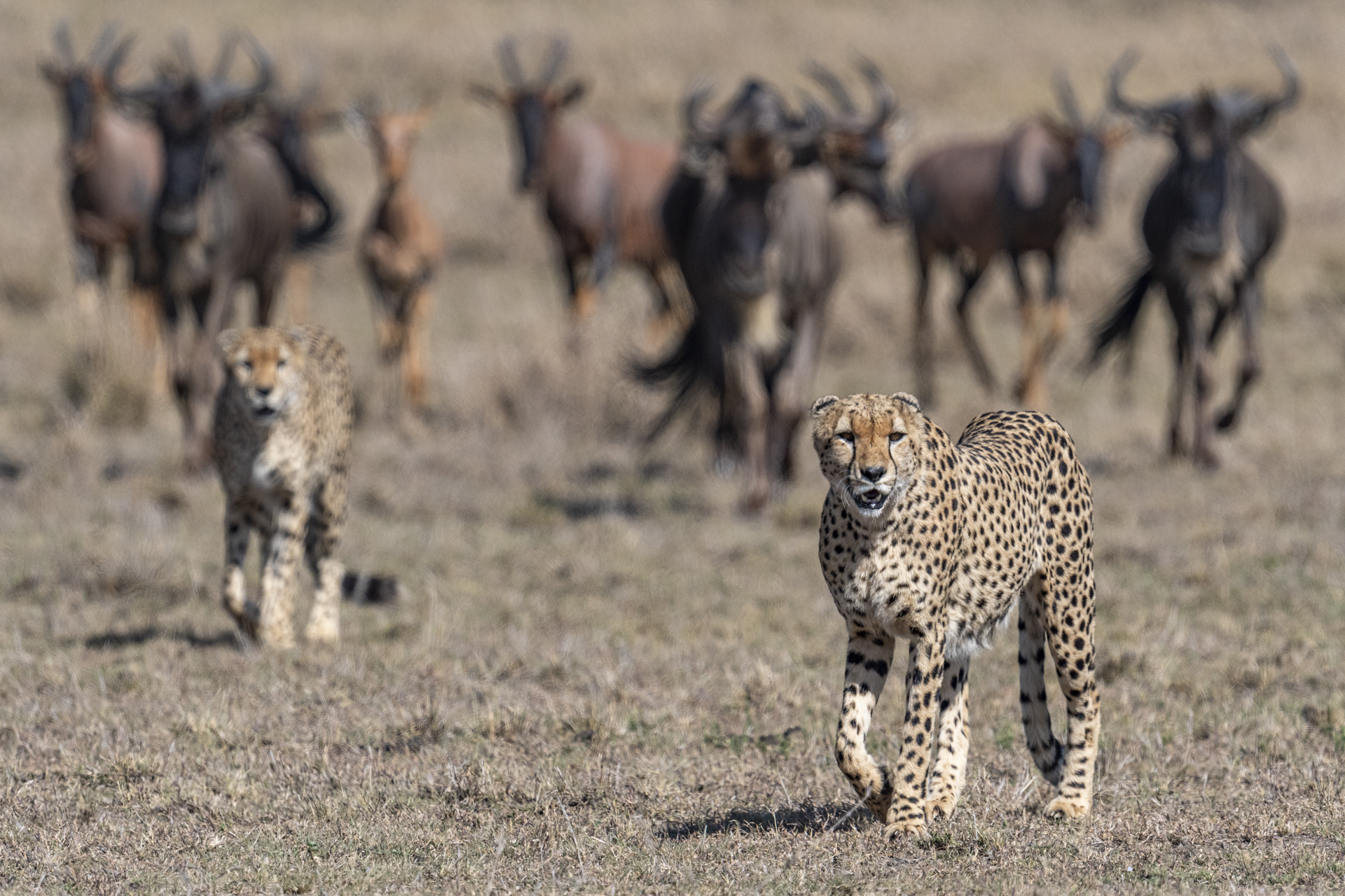 Guépards - Masai mara (Kenya)