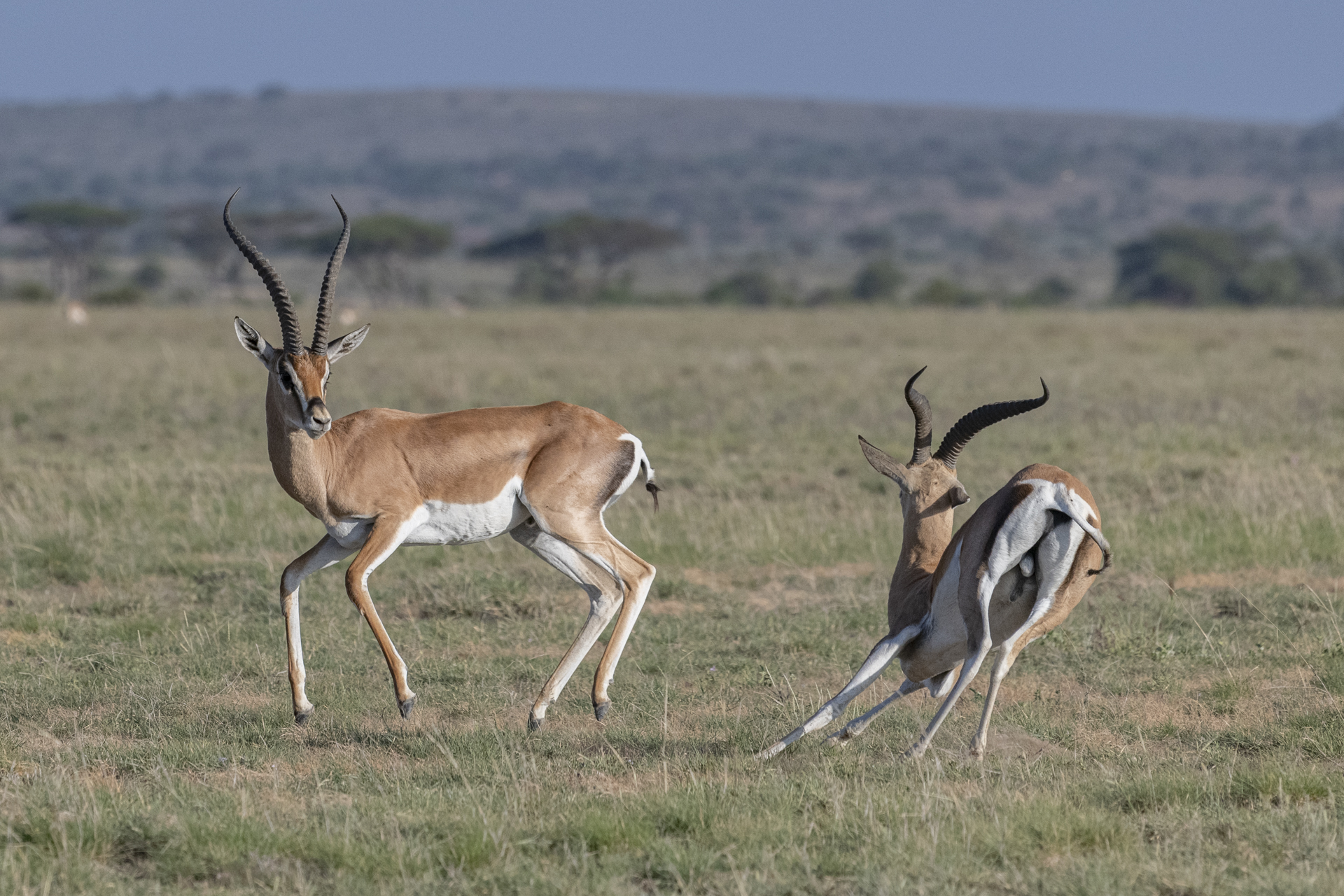 Gazelles de Grant - Amboseli (Kenya)