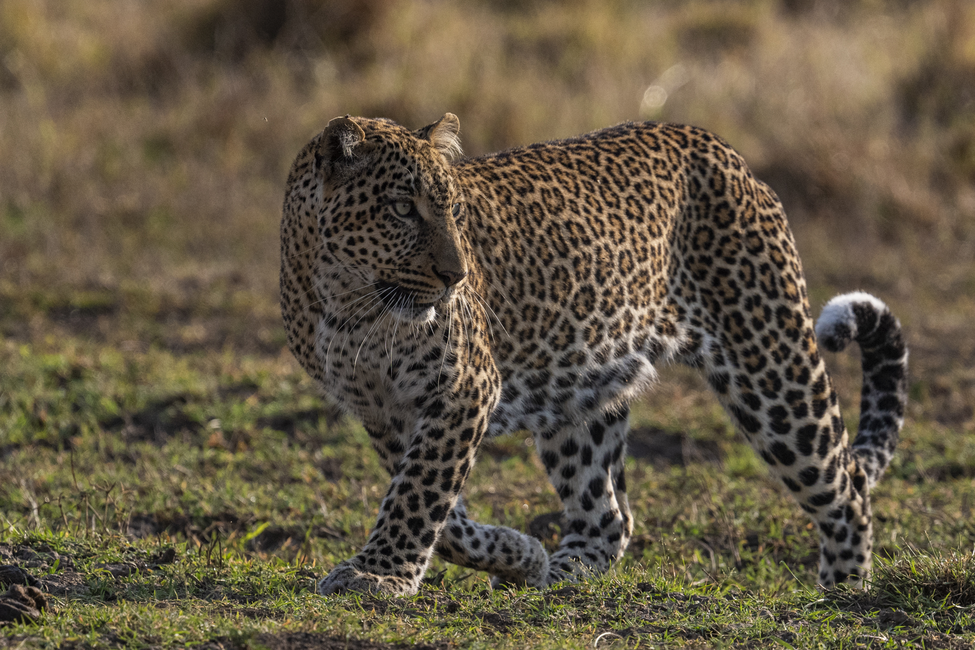 Léopard - Masai mara (Kenya)