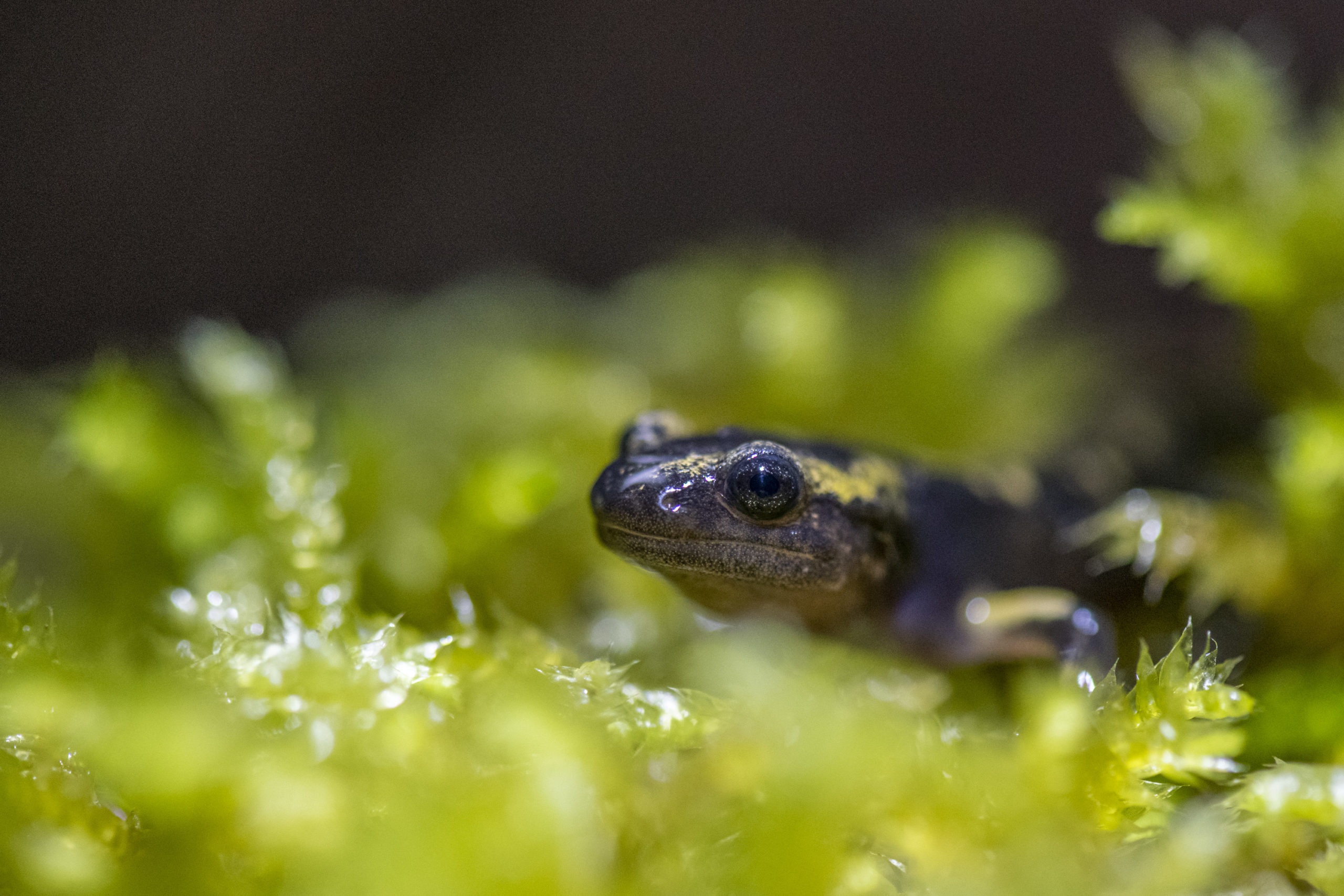 Salamandre tachetée - Pélussin (42)